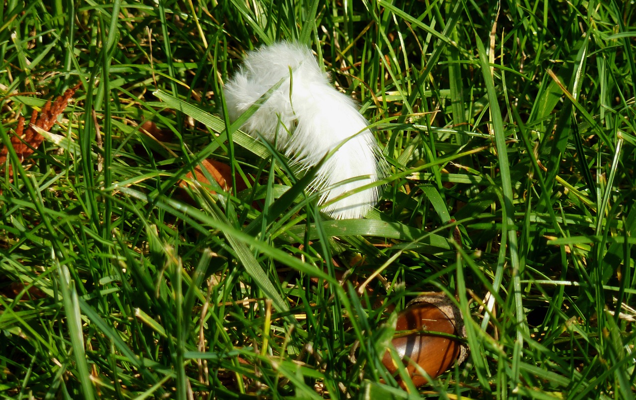 feather autumn meadow free photo