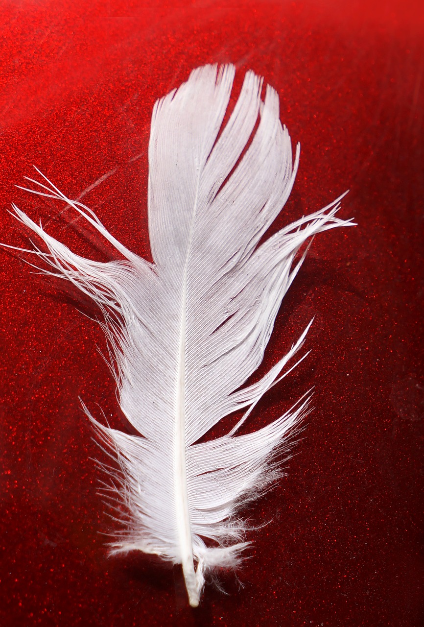 feather white red free photo