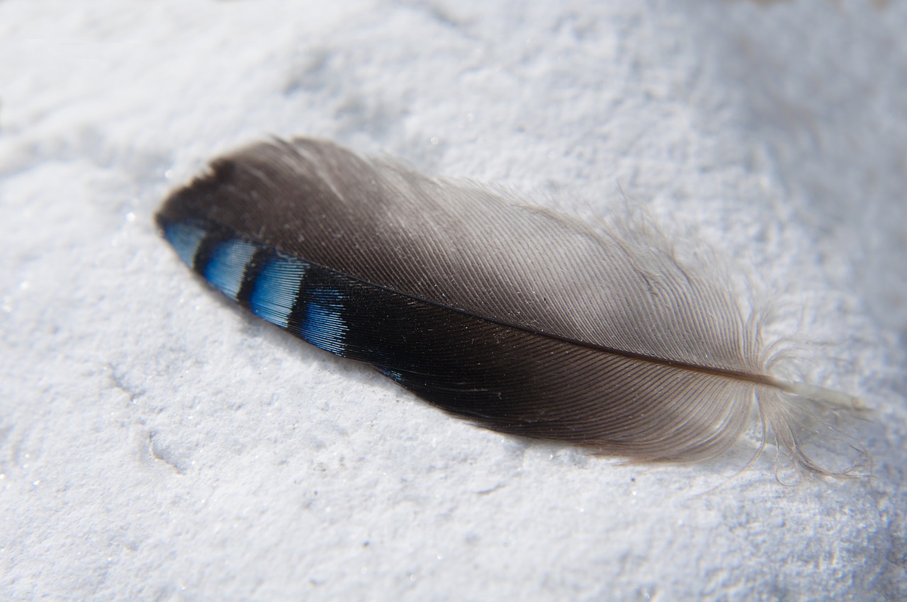 feather macro close free photo