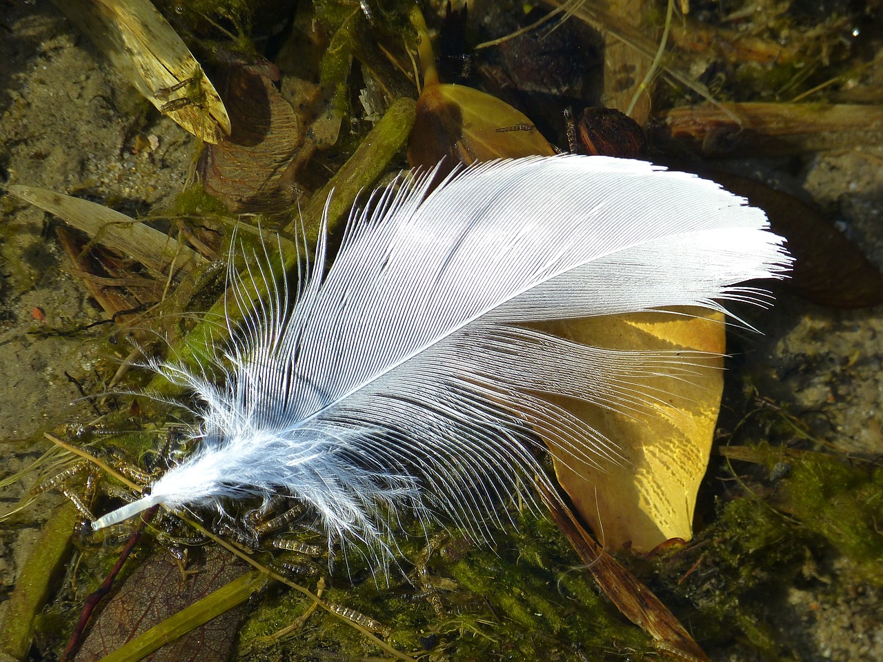 feather bird feather close free photo