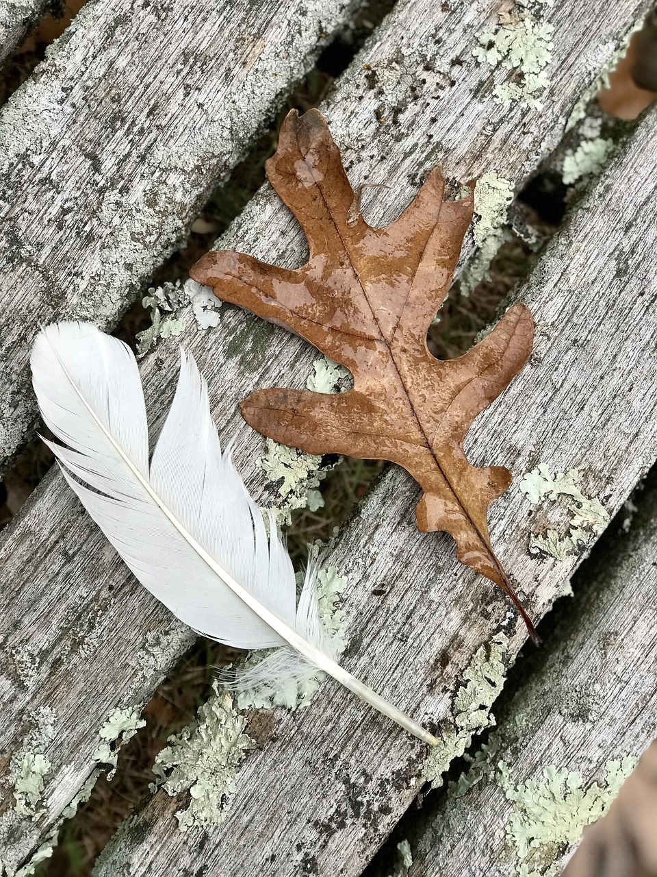 feather oak leaf nature free photo