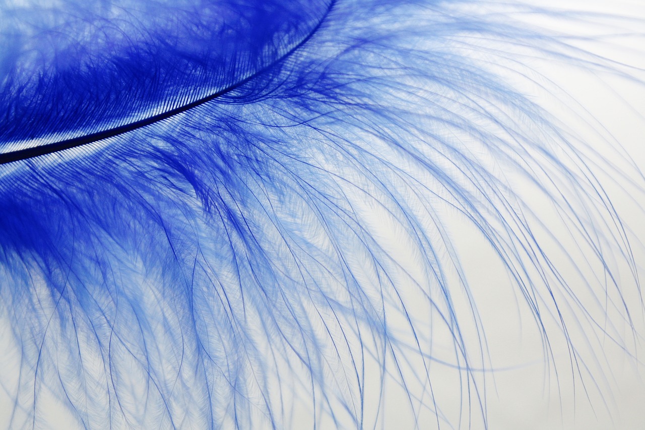 feather blue colored free photo