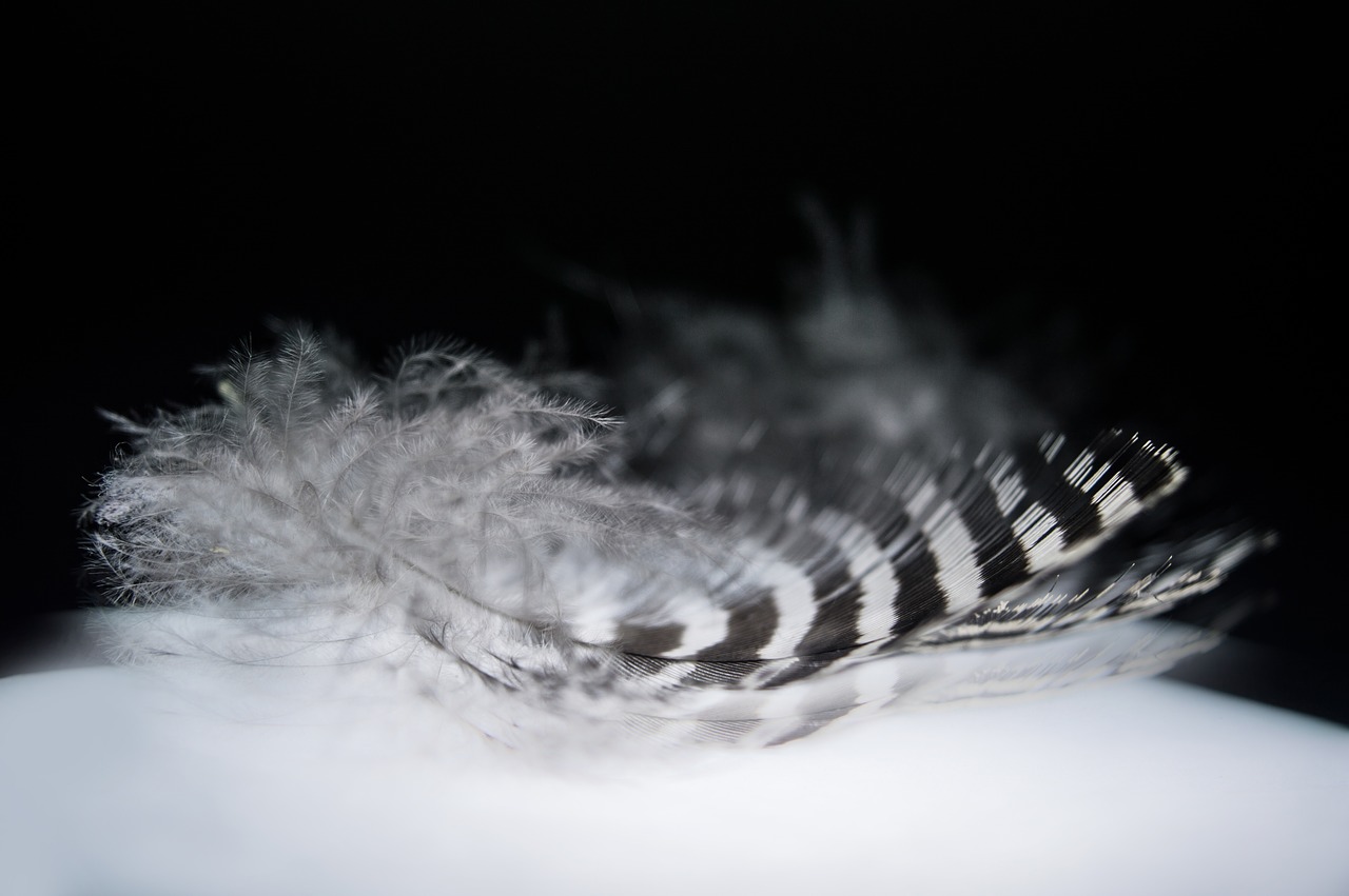 feather illusion colorful free photo