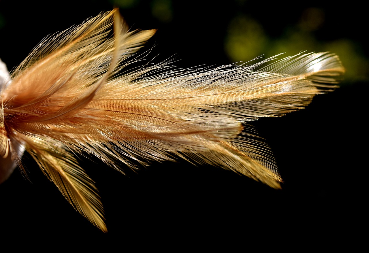 feather color plumage free photo