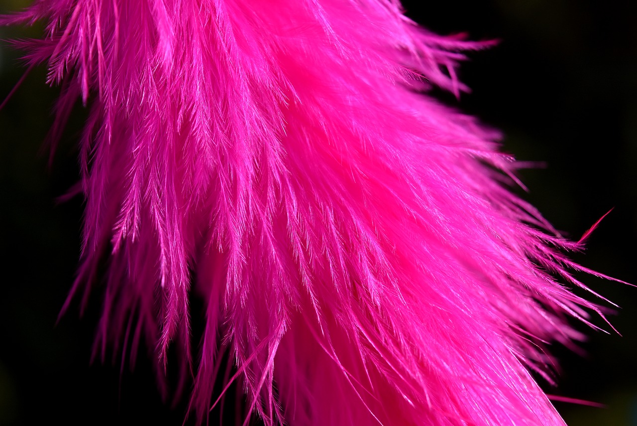 feather colored pink free photo