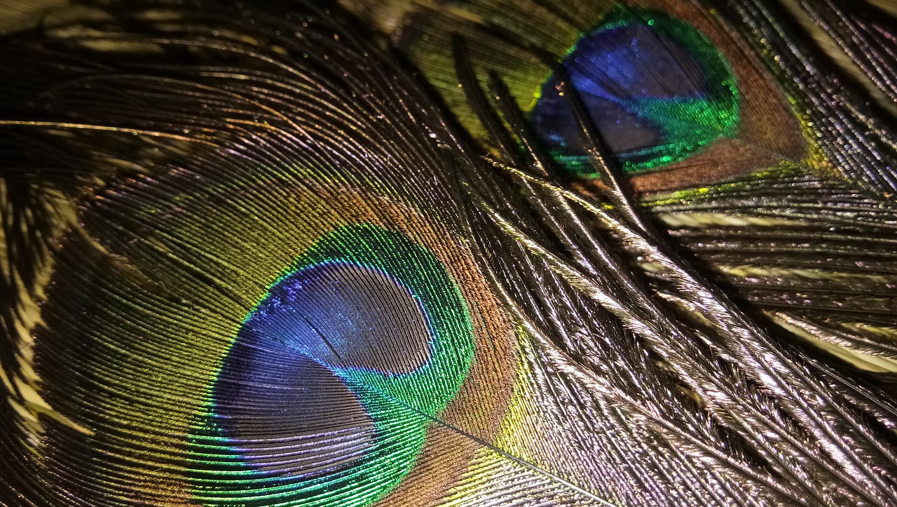 feather peacock bird free photo