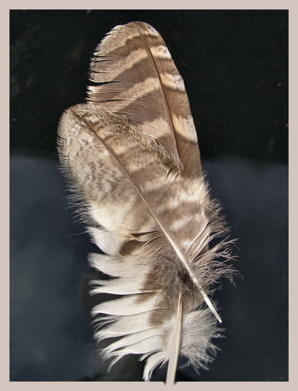 feather feathers macro free photo