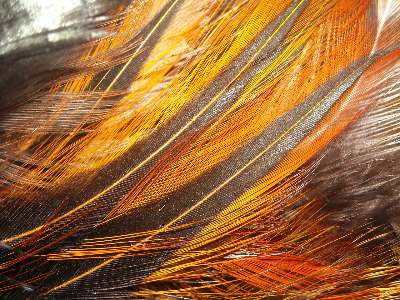 feather chicken orange free photo