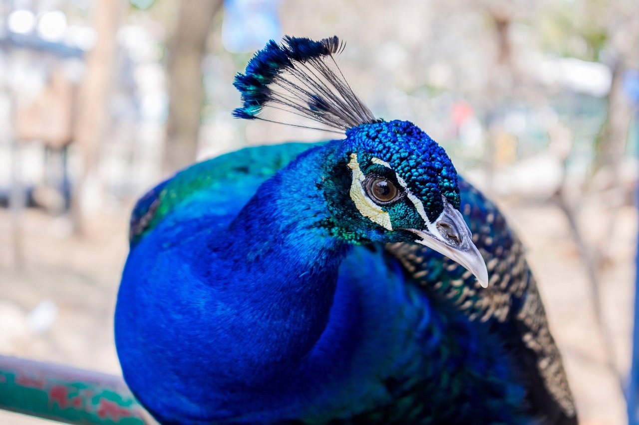 feather bird nature free photo