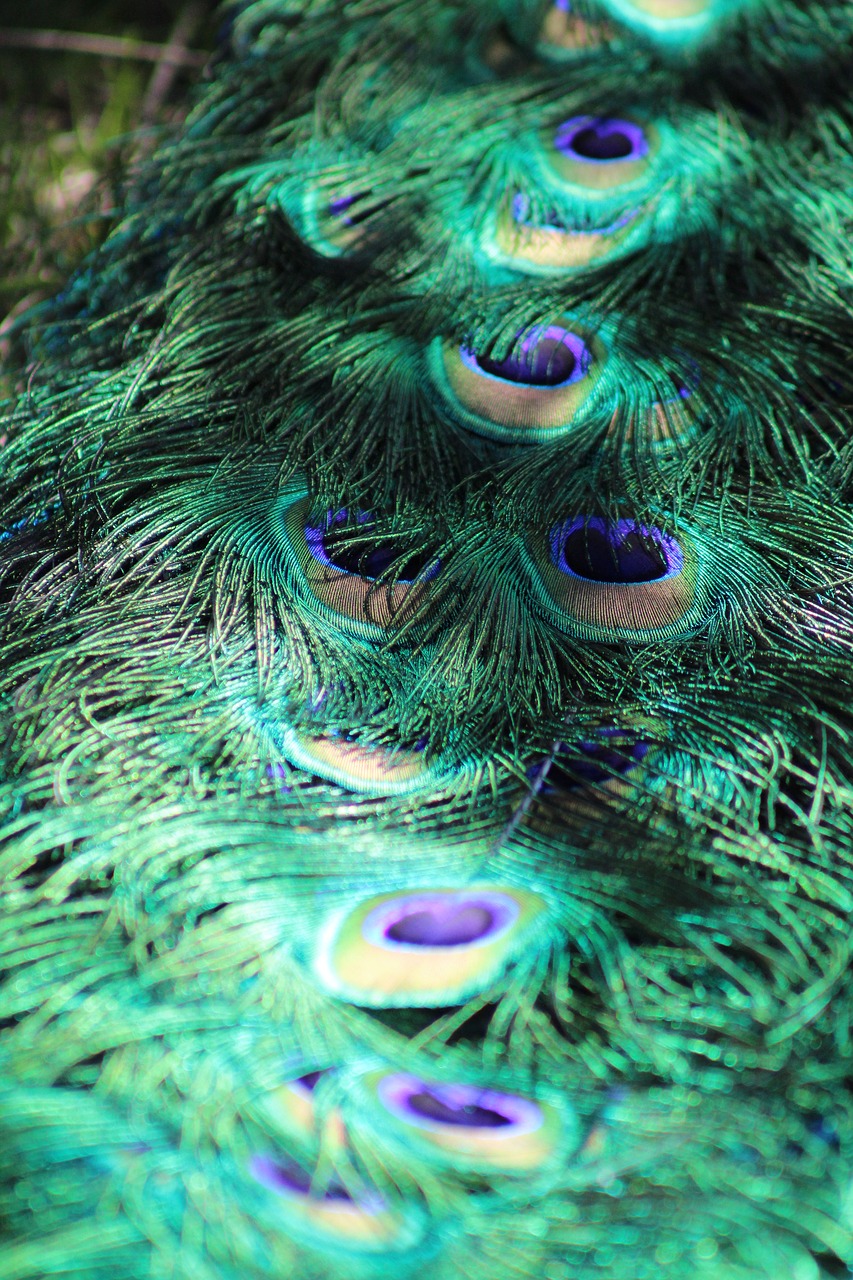 feather  peacock  bird free photo