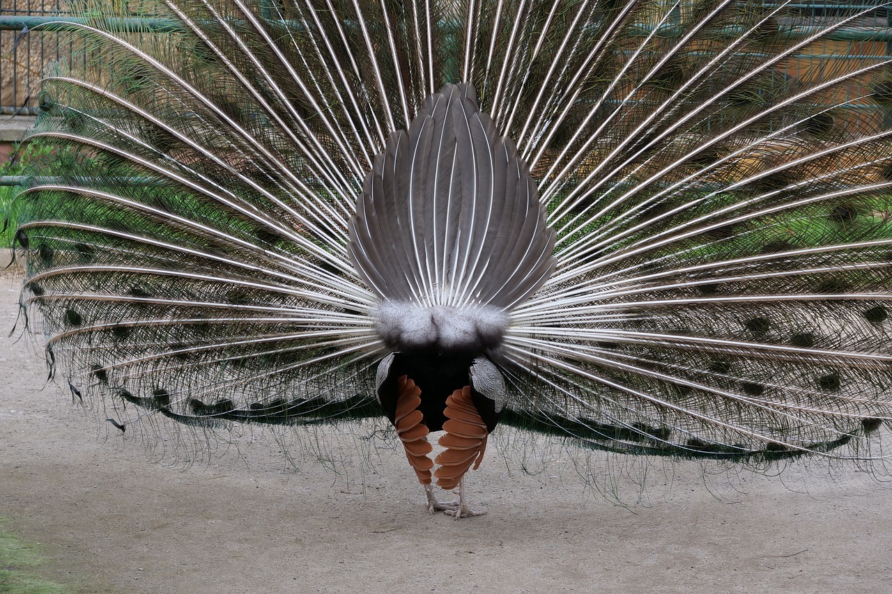 feather  nature  bird free photo