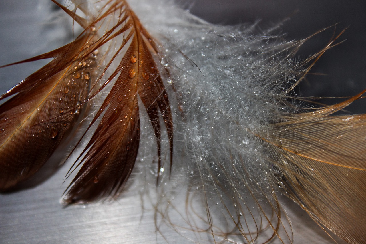 feather  wet  drip free photo