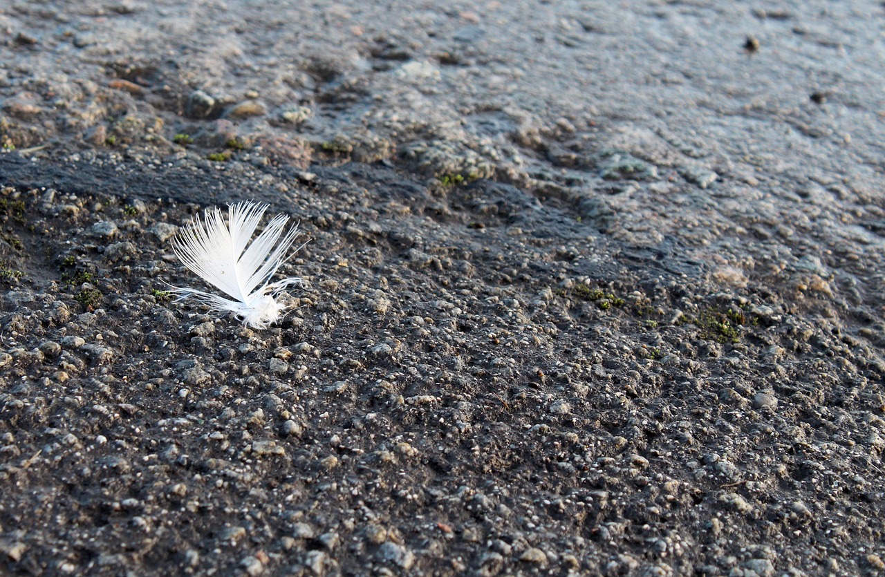 feather  texture  contrast free photo