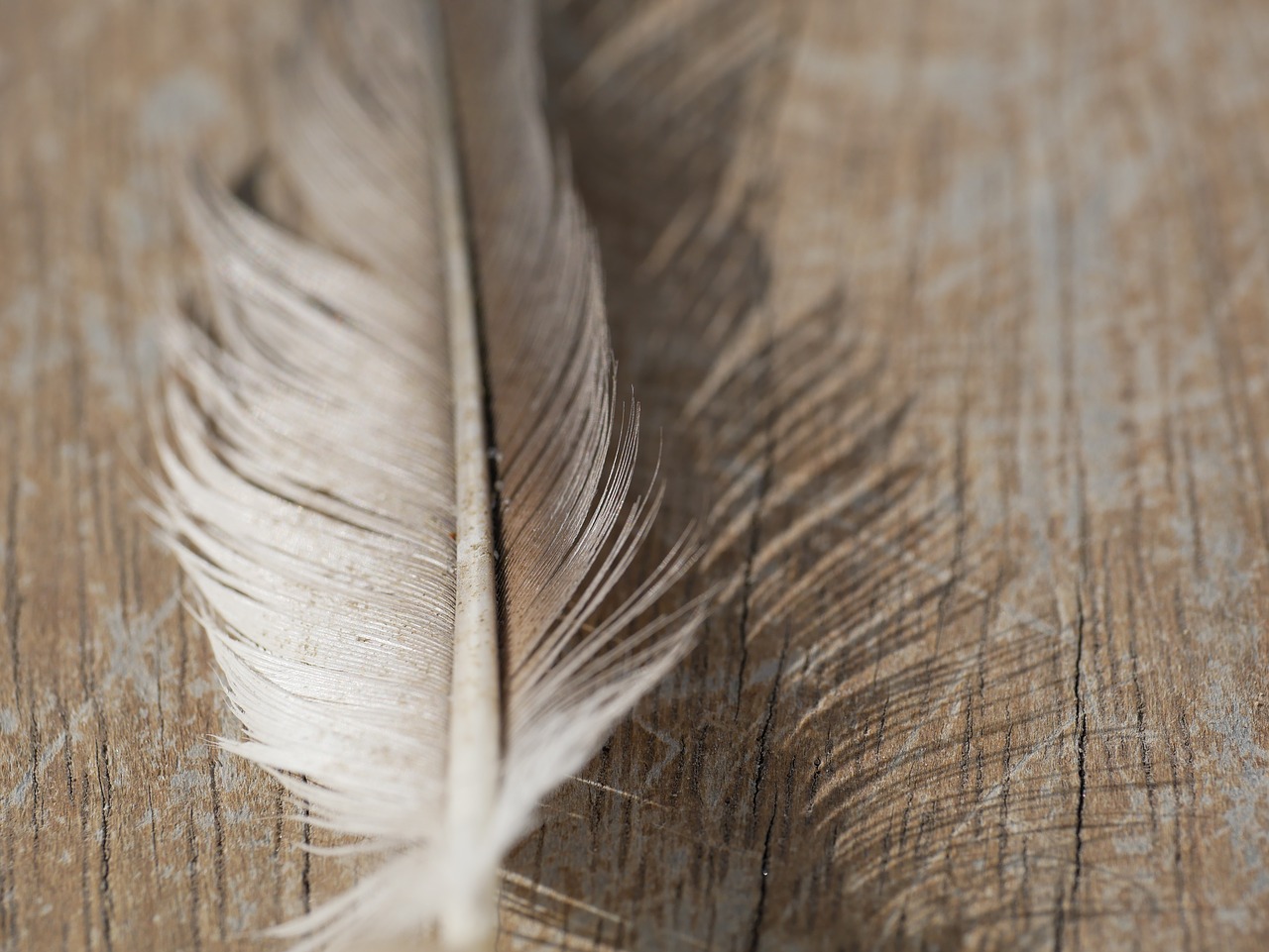 feather  background  wood free photo