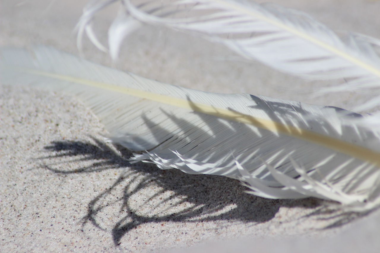 feather  sand  beach free photo