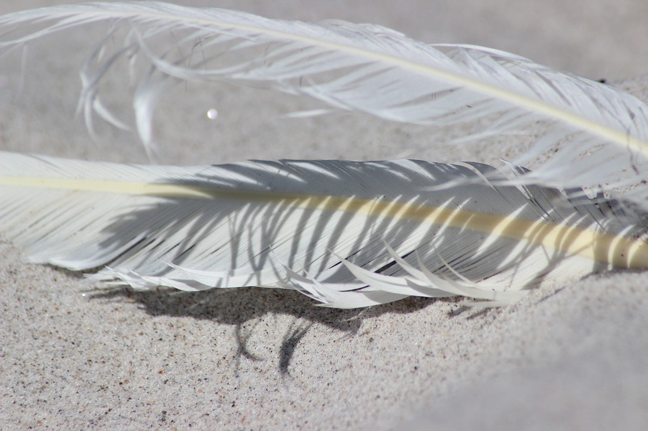 feather  sand  beach free photo