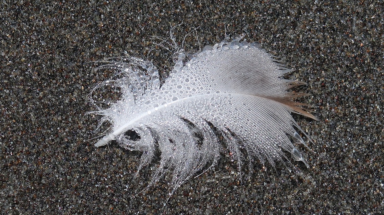 feather  beach  drops free photo
