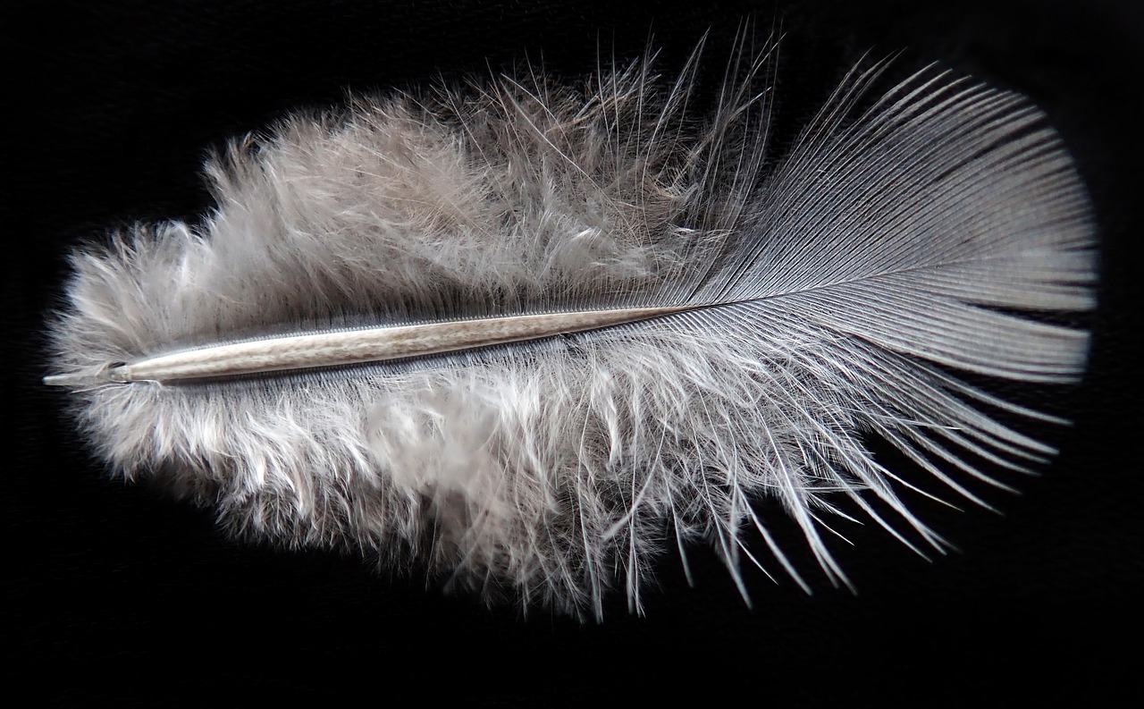 feather  bird  plumage free photo