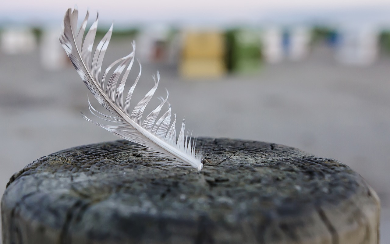 feather  bird feather  close up free photo