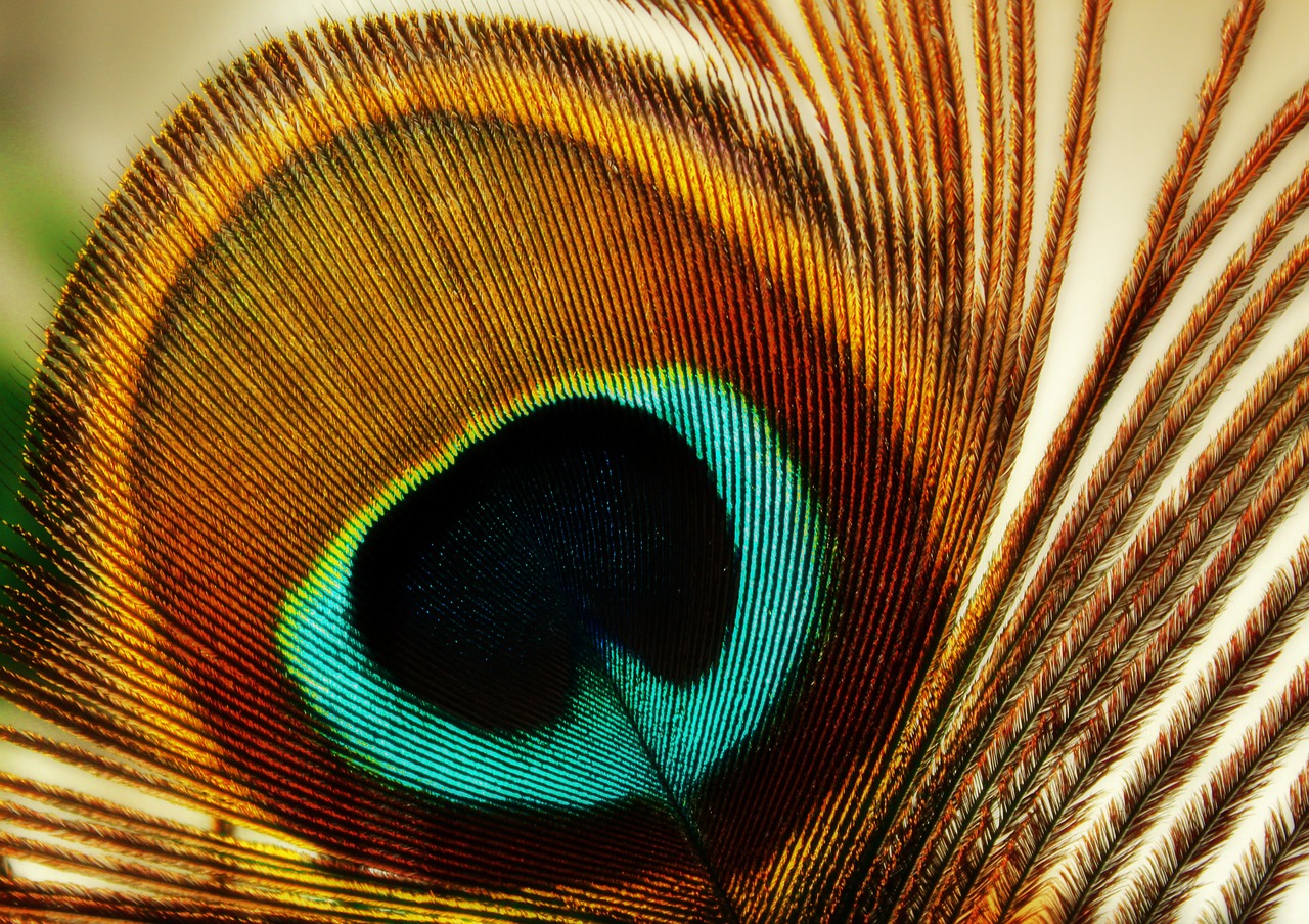 feather  peacock feather  peacock free photo