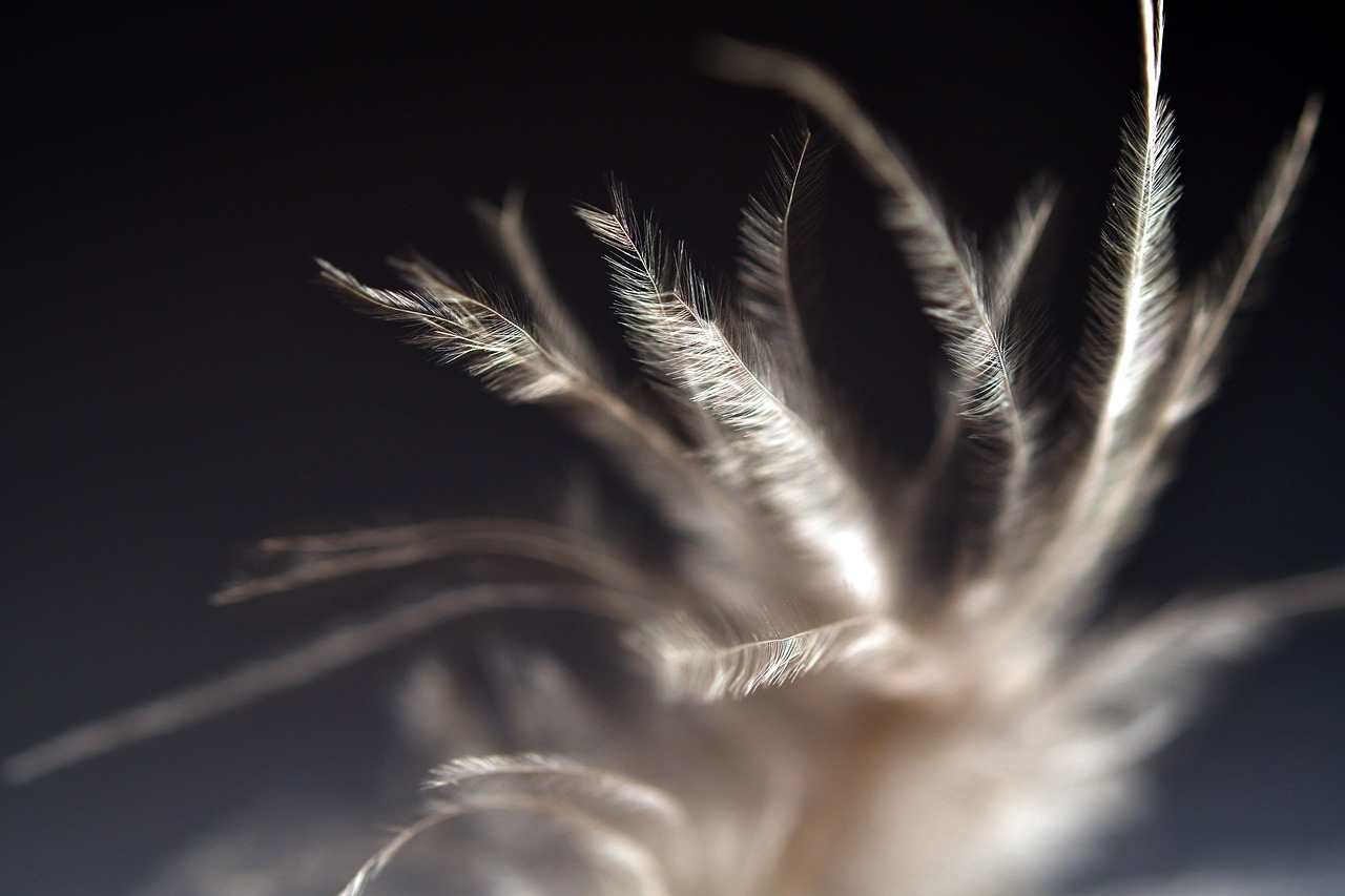 feather  indian  macro free photo