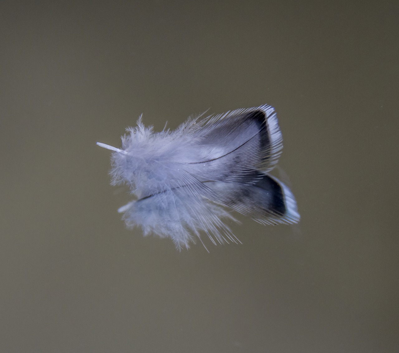 feather  budgie  bird free photo