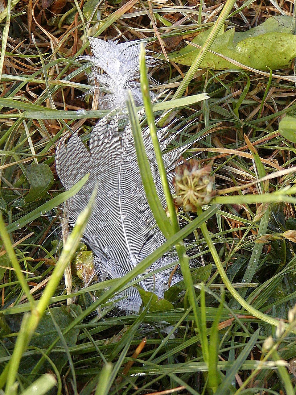 feather loss bank free photo