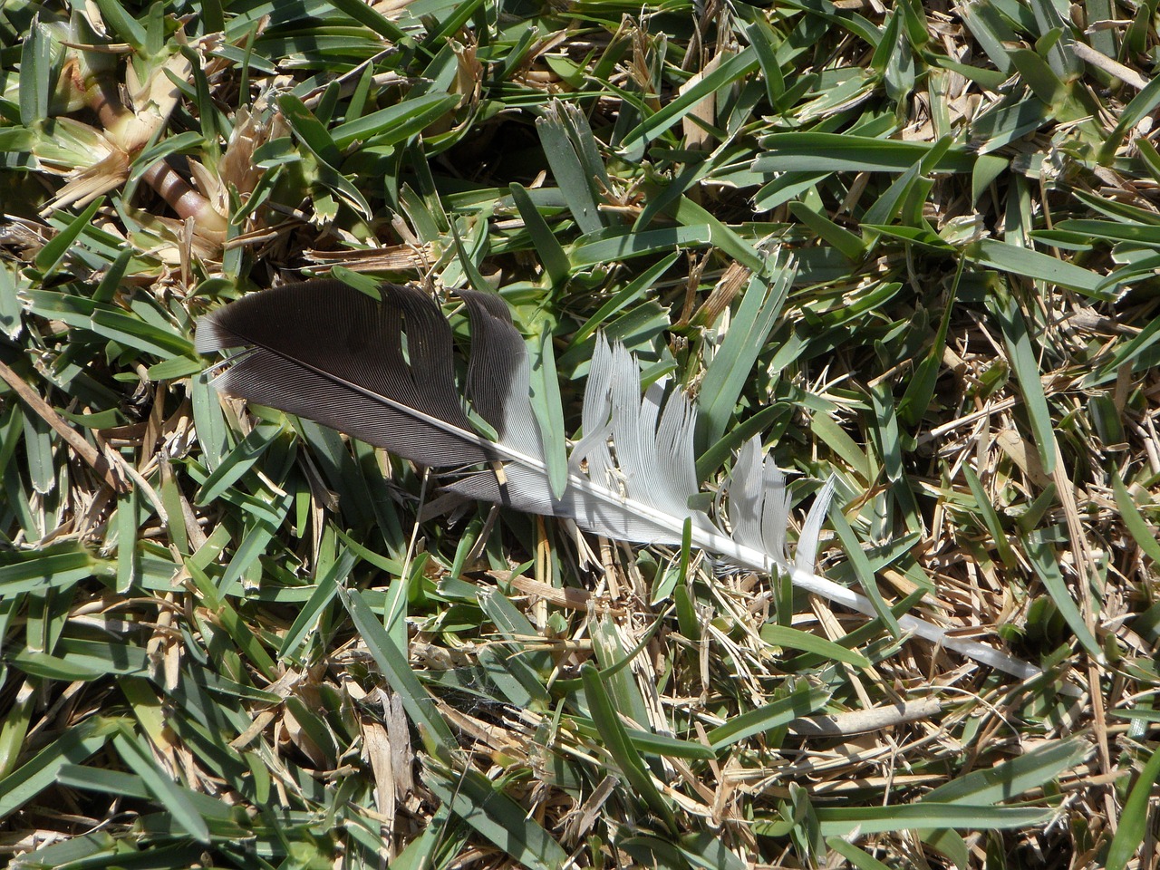 feather lost loss free photo