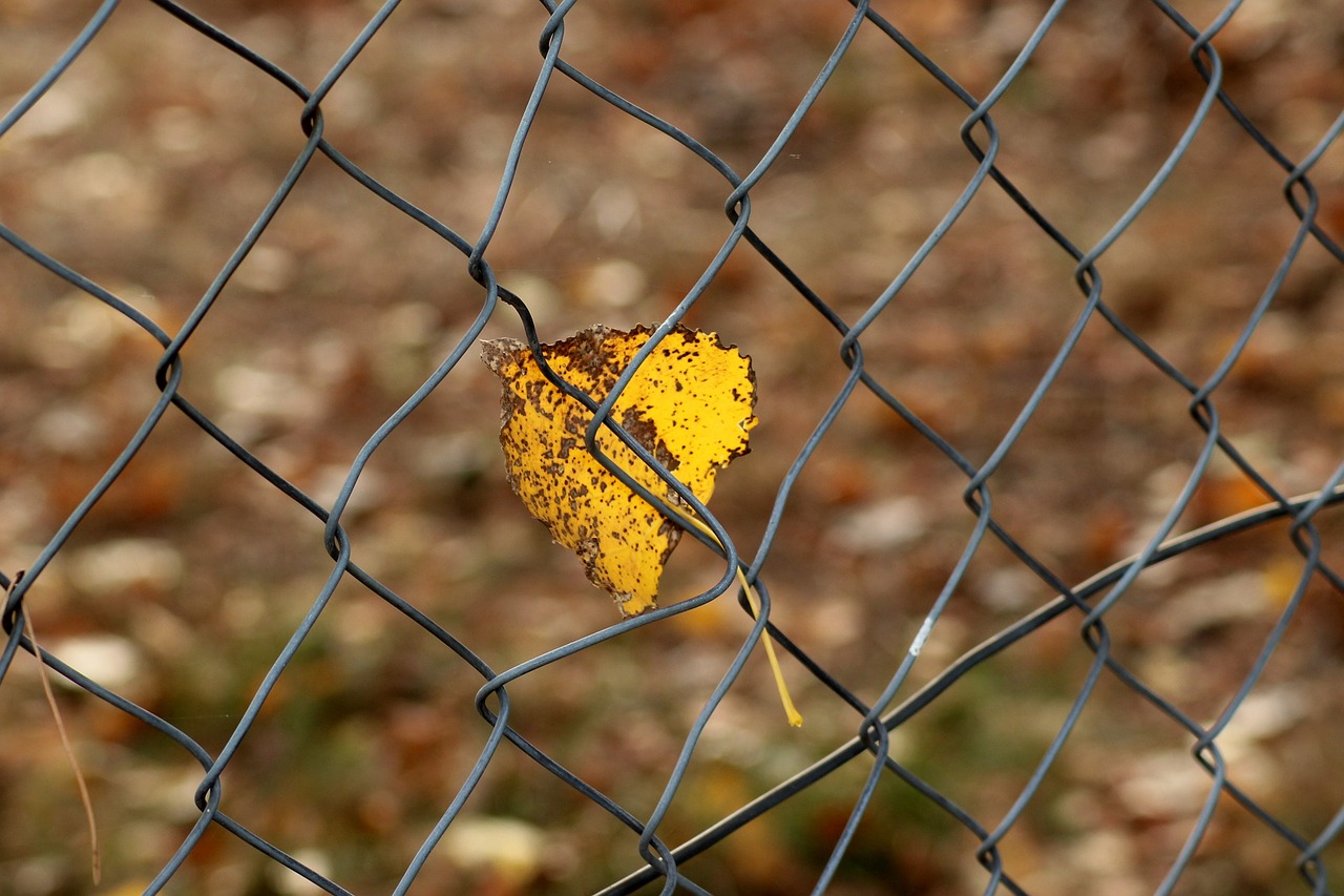 feather  autumn  fencing free photo