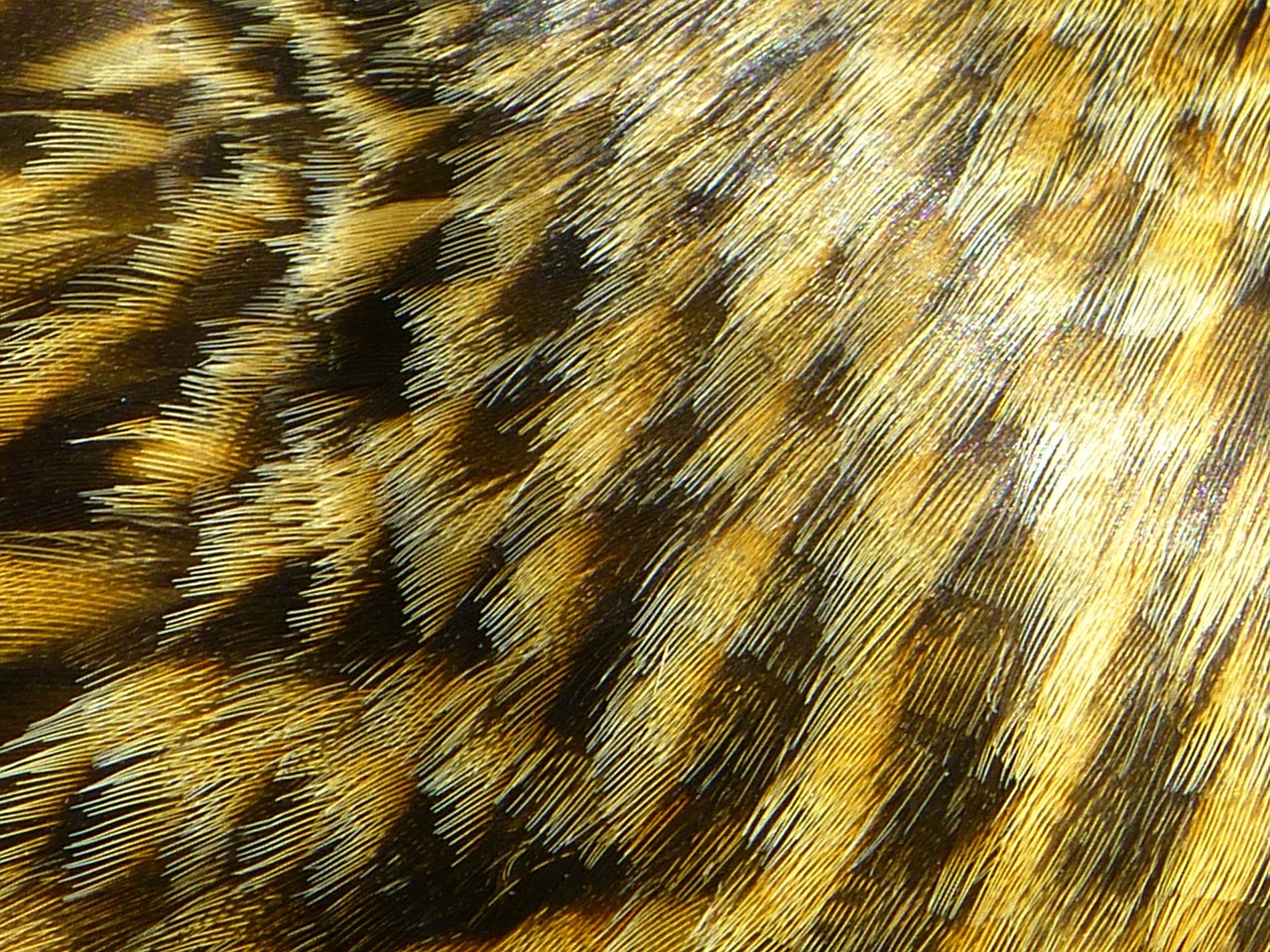 feather plumage brown free photo