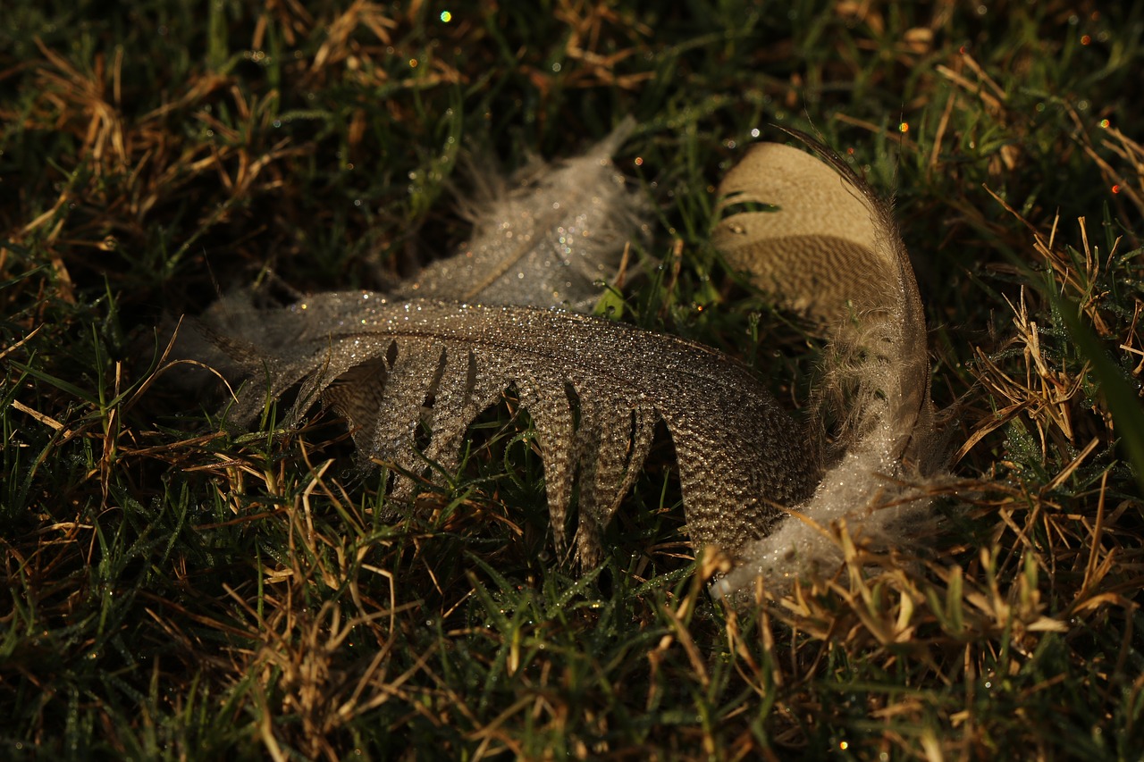 feather  goose  grass free photo