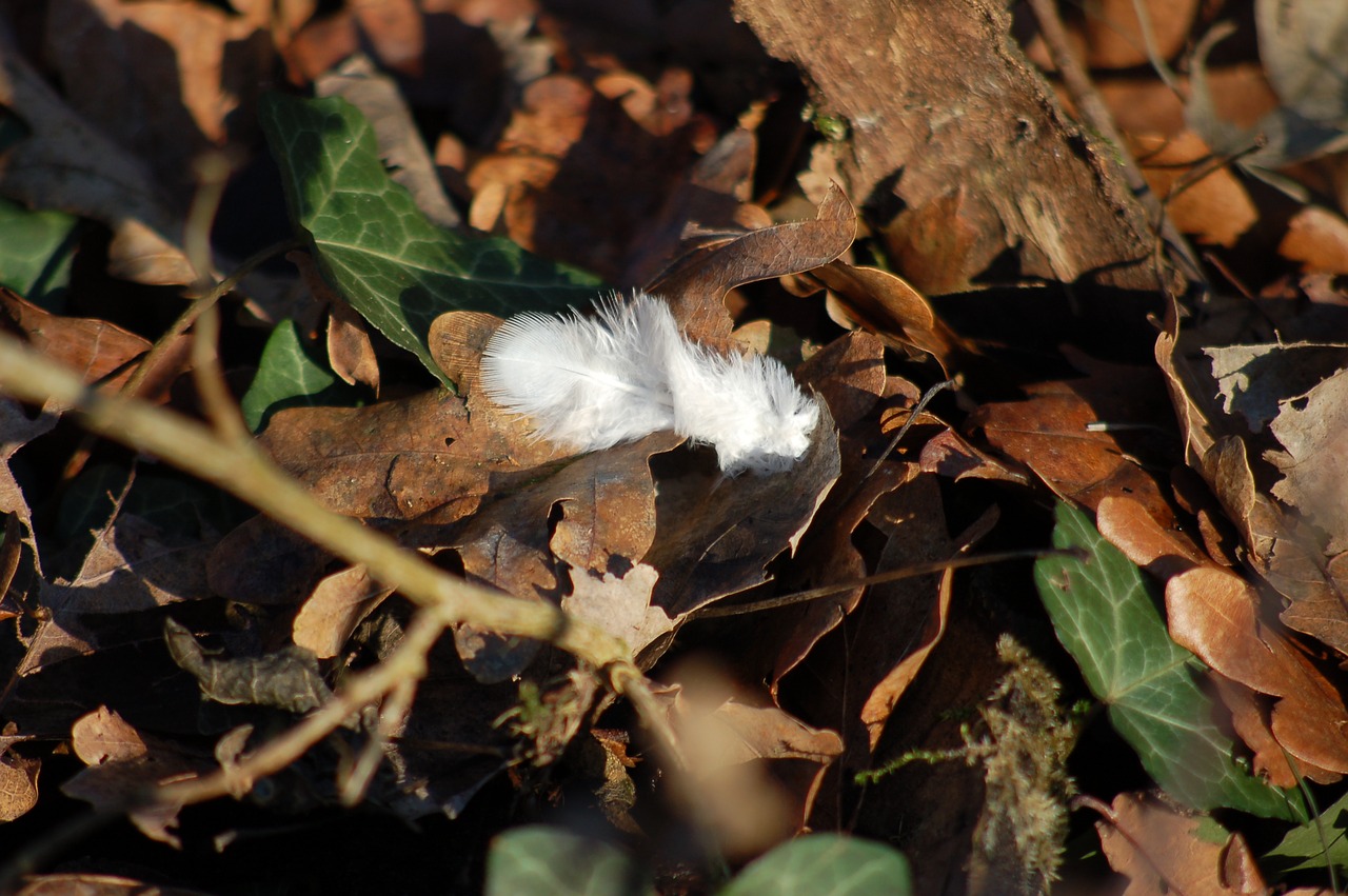 feather  feathers  bird free photo