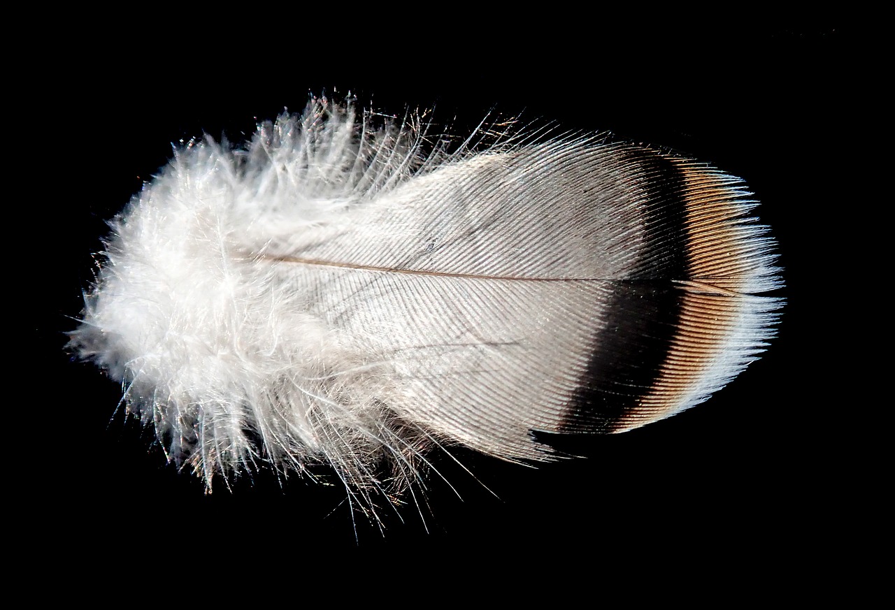 feather  plumage  bird free photo