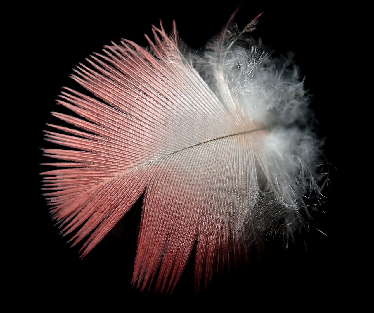 feather  plumage  bird free photo