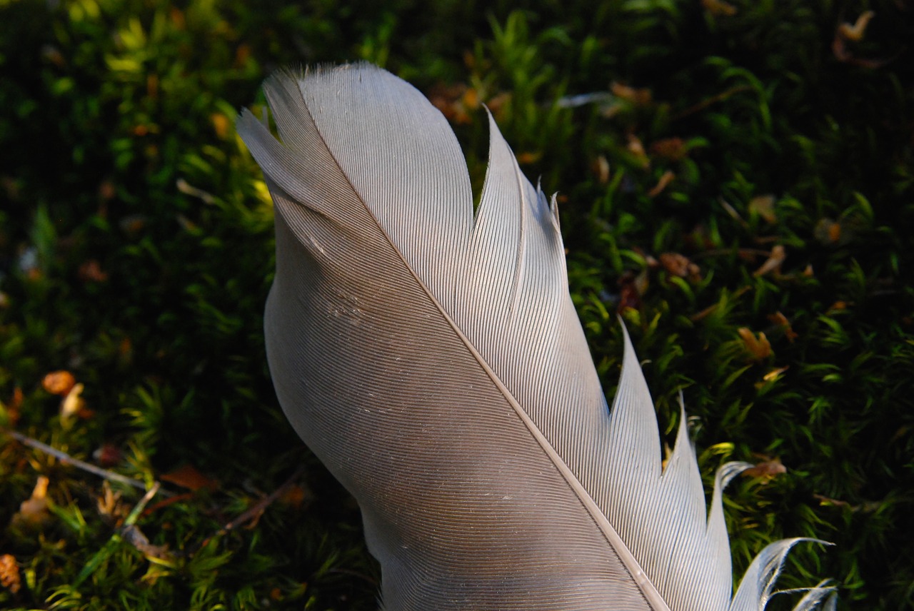 feather  bird  sweden free photo