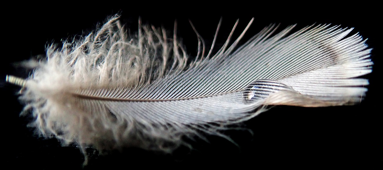 feather  plumage  bird free photo