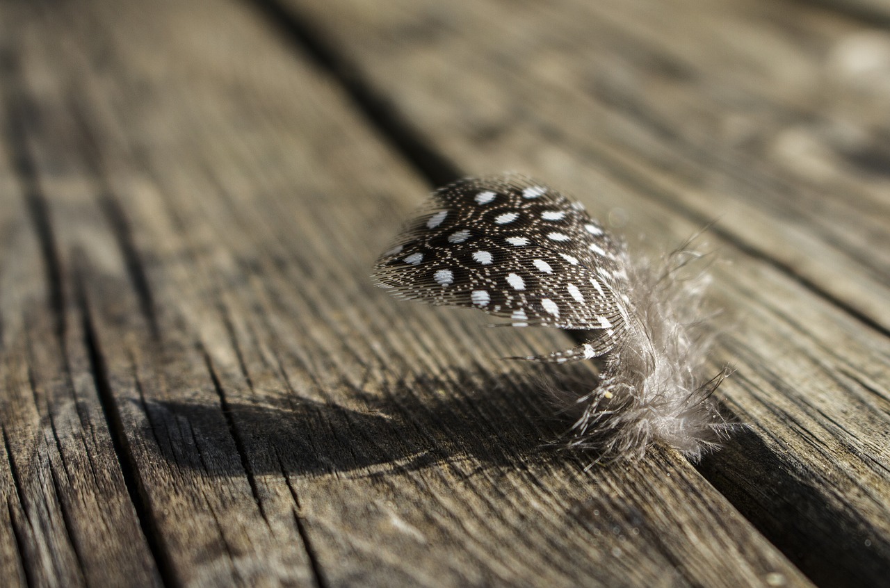 feather  bird  plumage free photo