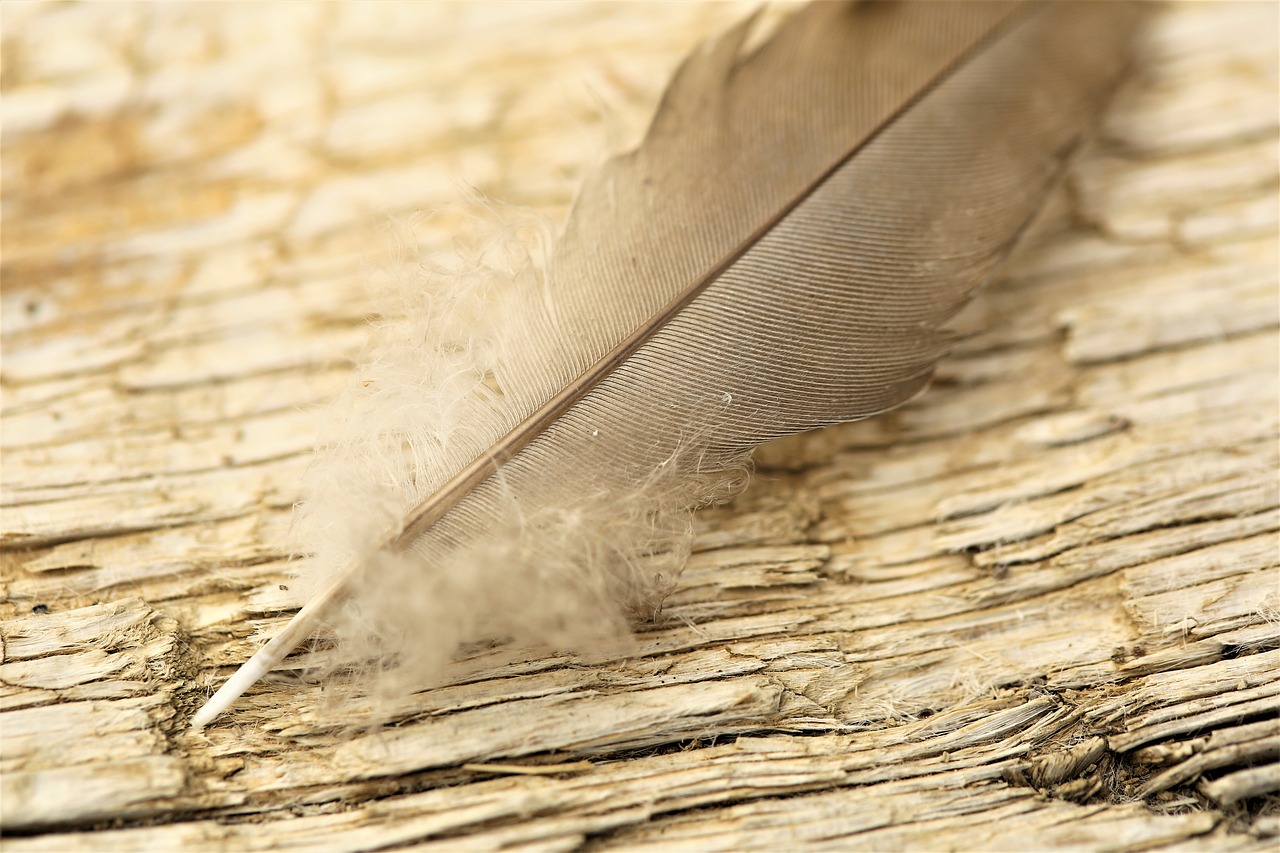 feather  wood  nature free photo