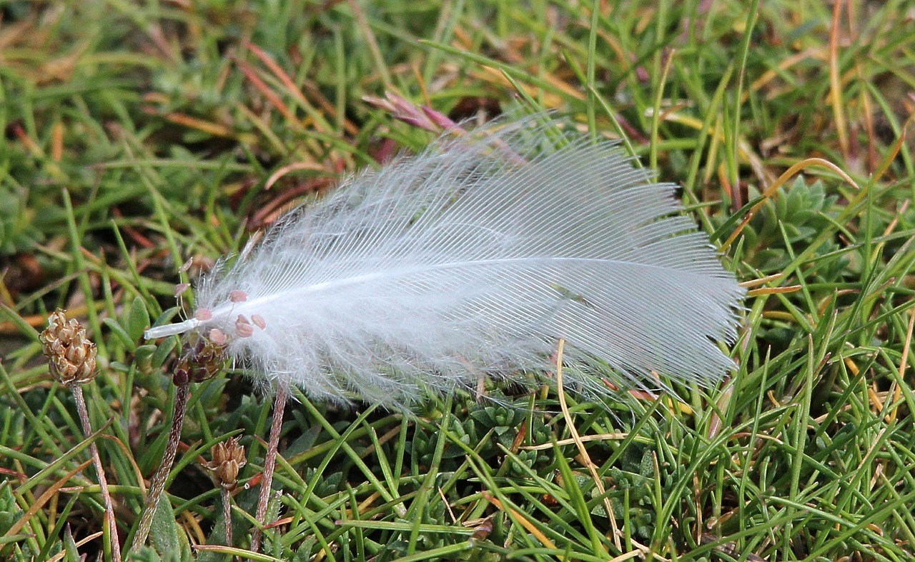 feather close white free photo