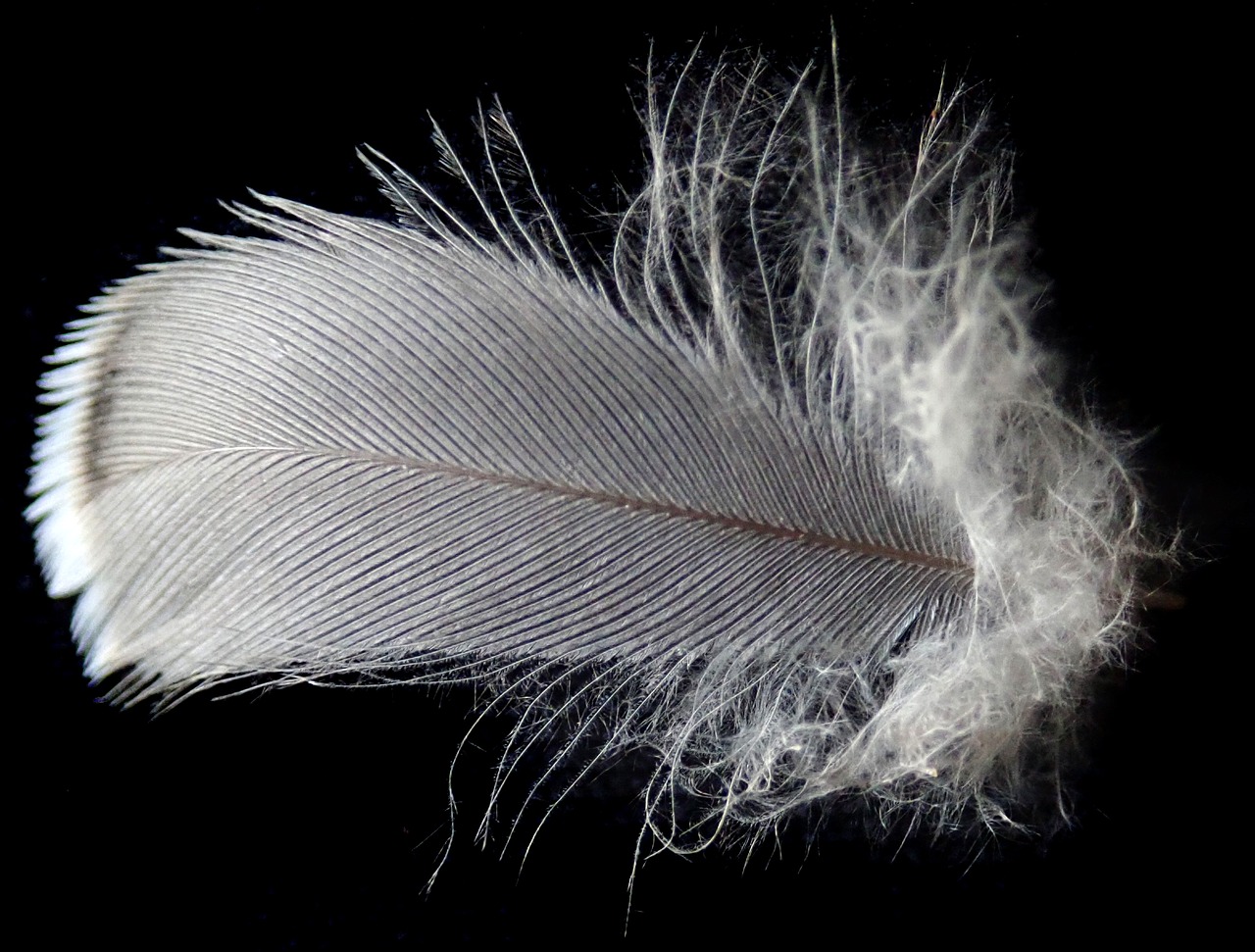 feather  bird  plumage free photo