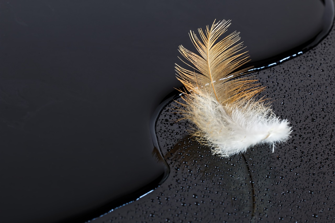 feather water water drop free photo