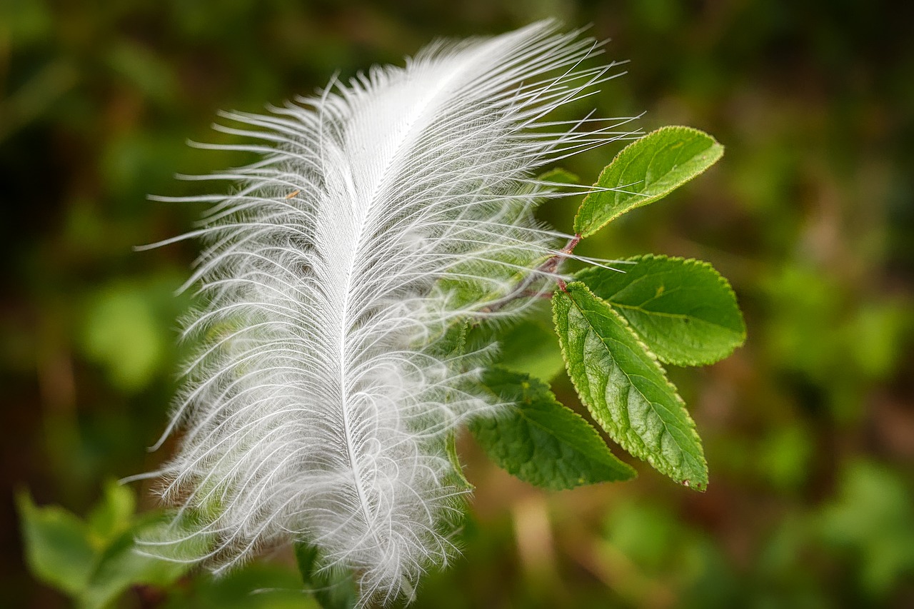 feather  slightly  bird feather free photo