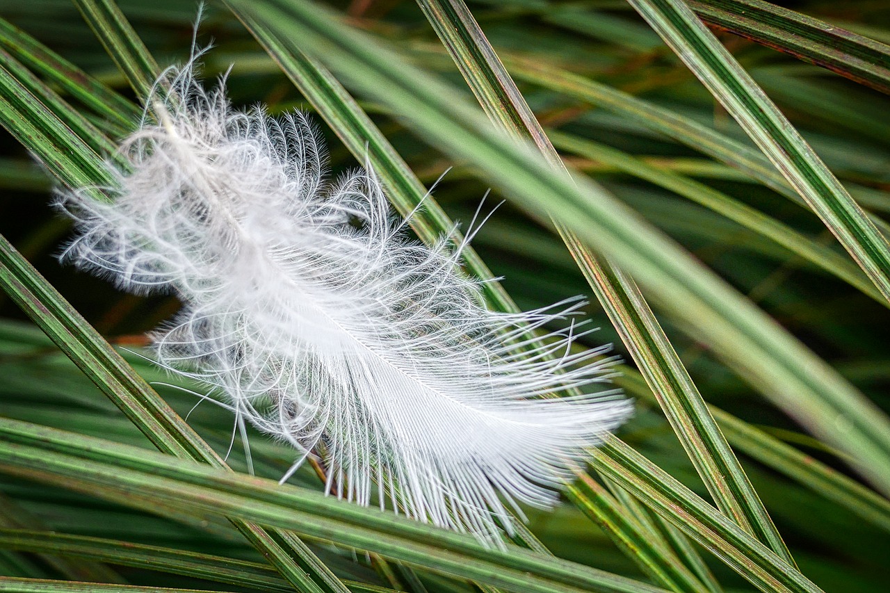 feather  grass  nature free photo