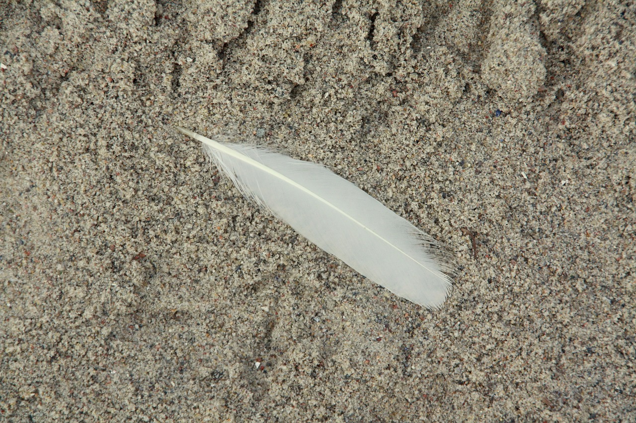 feather  sand  beach free photo