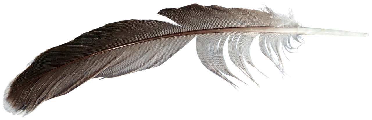 feather  plumage  bird free photo