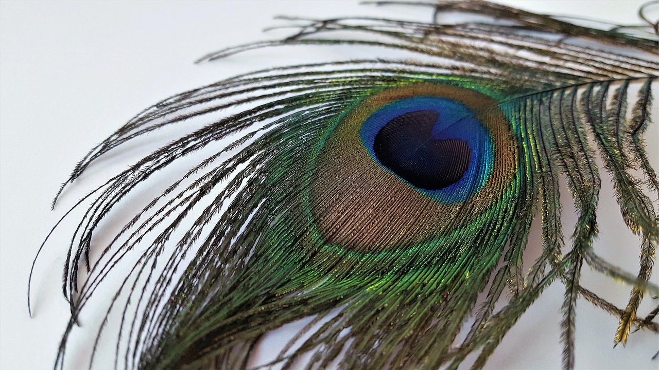 feather  feathers  peacock free photo