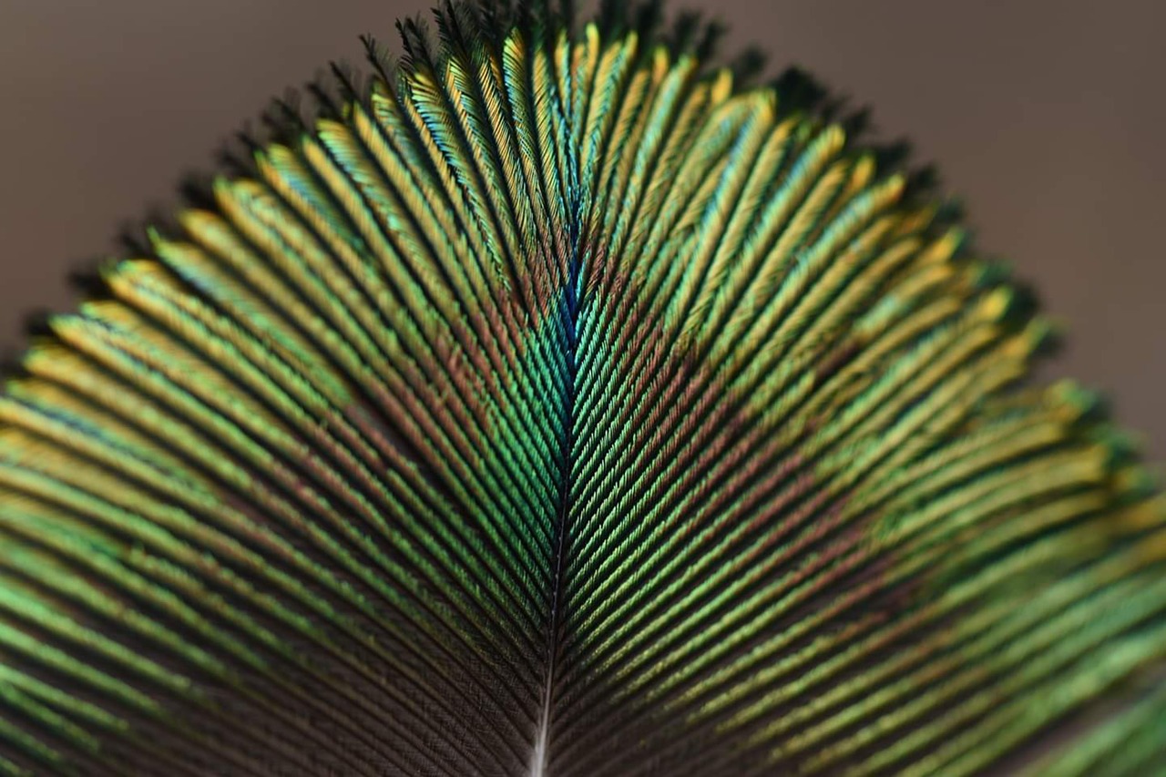 feather  peacock  colorful free photo