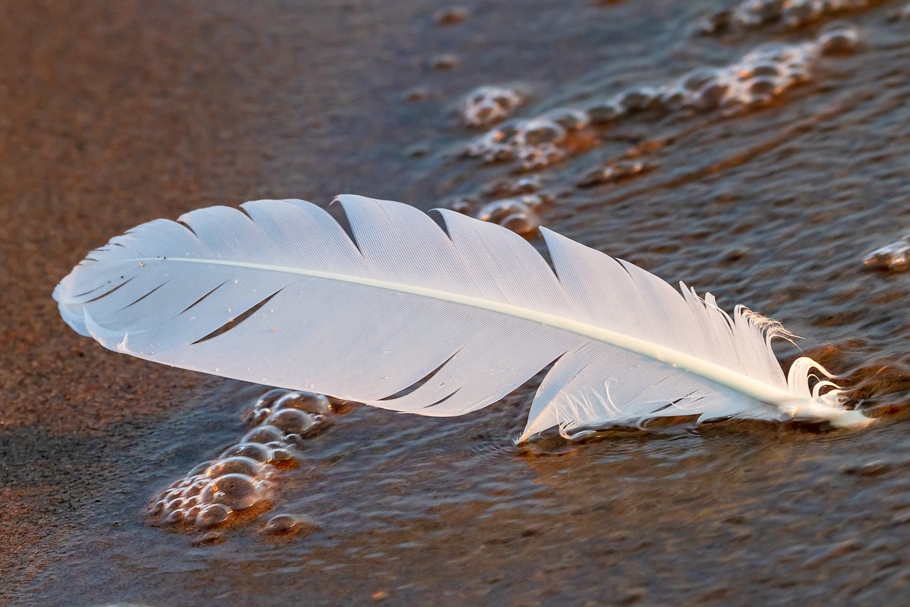 feather  water  beach free photo