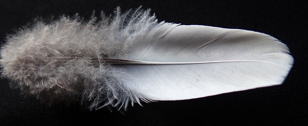 feather  white  plumage free photo