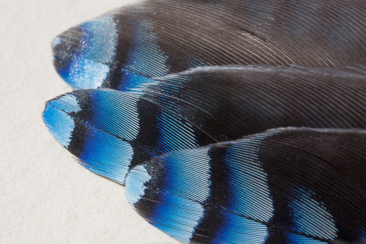 feather jay garrulus glandarius free photo